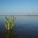 Wattenmeer